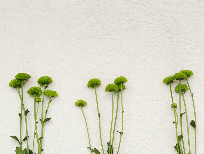 green-flowers-on-white-texture